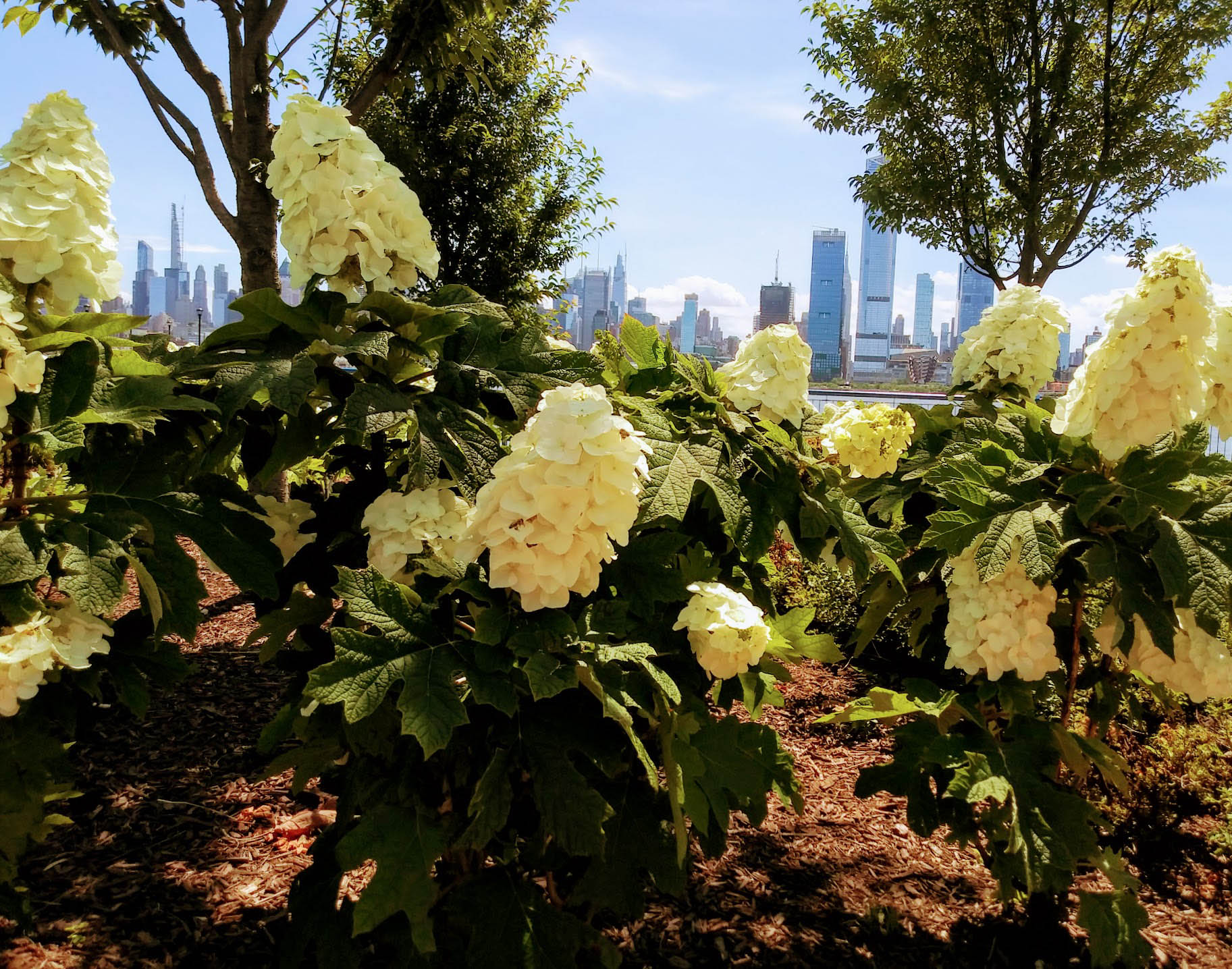 Flowers in front of NYC skyline
