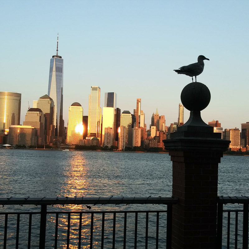 Bird Perched in front of view of the Freedom Tower NYC Photography