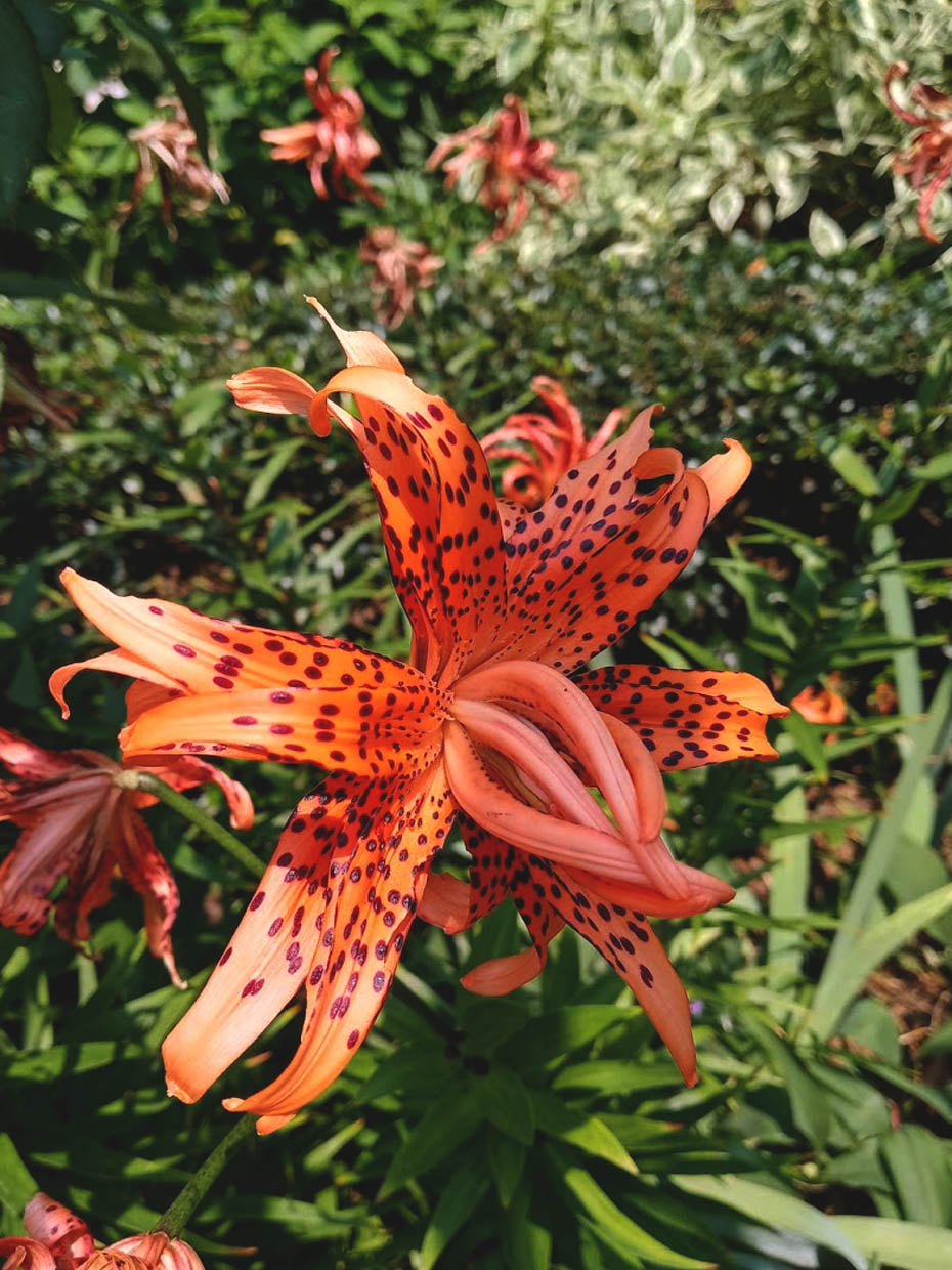 Close up of orange lily