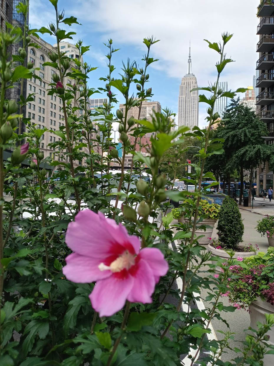 Close up of flowers with the Empire State building in the distance