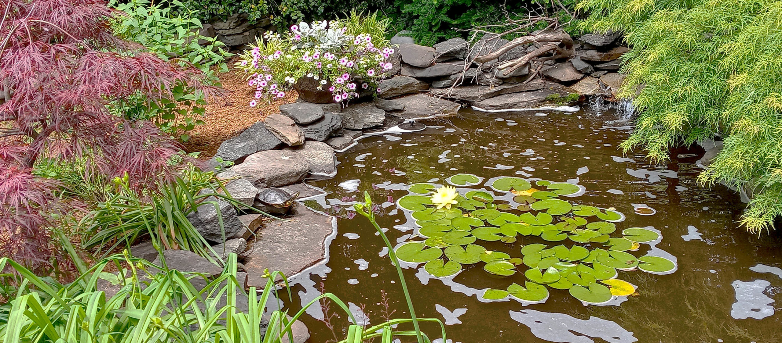 Pond with lily pads and a turtle
