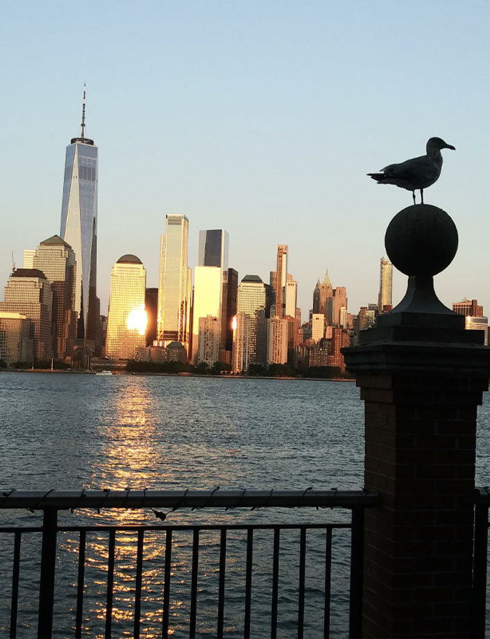 Bird Perched in front of Lower Manhattan