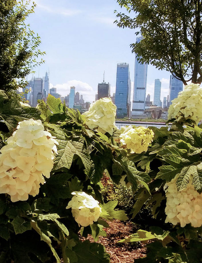 White flowers in front of the NYC skyline
