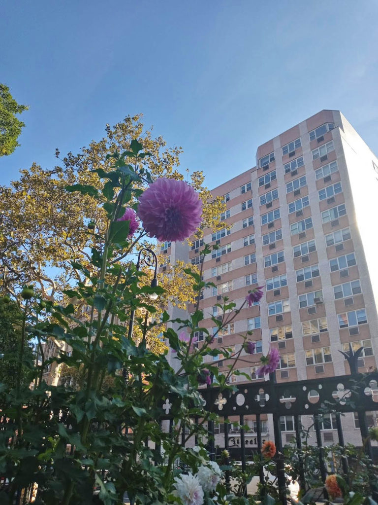 Urban Beauty, flower with architecture