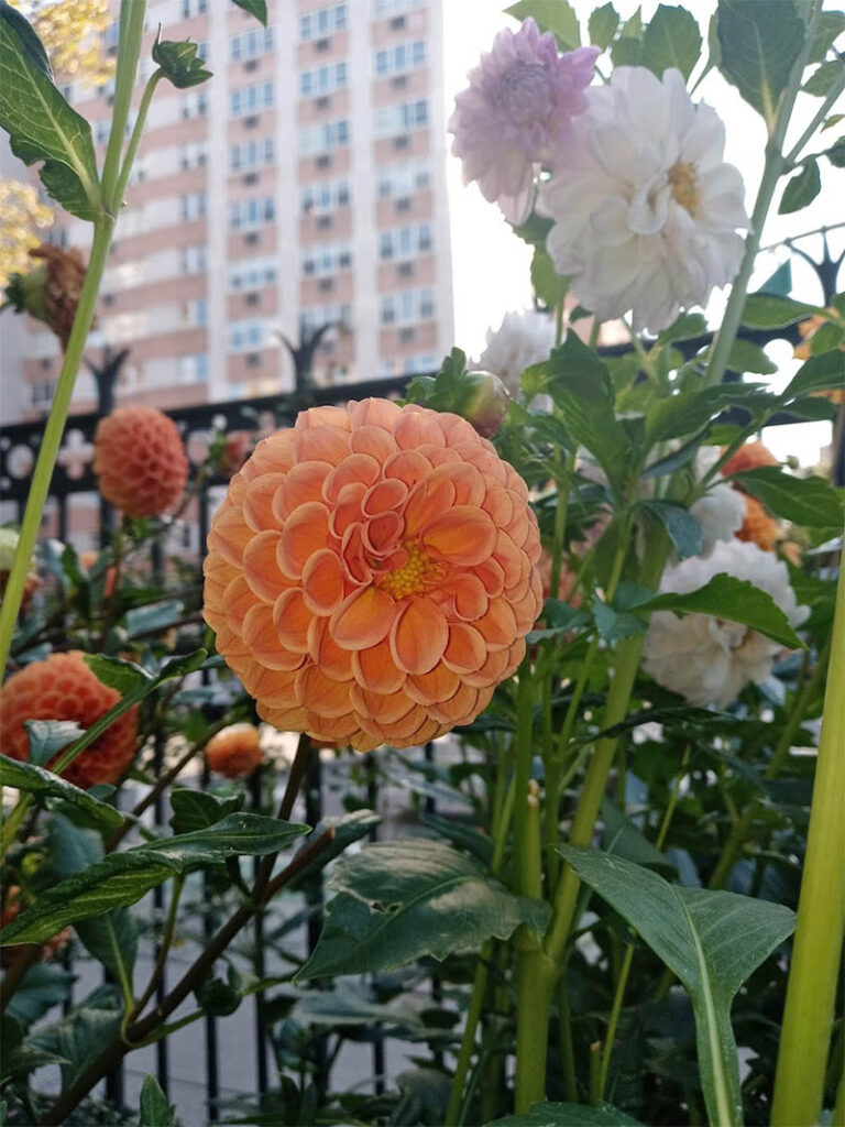 Urban garden